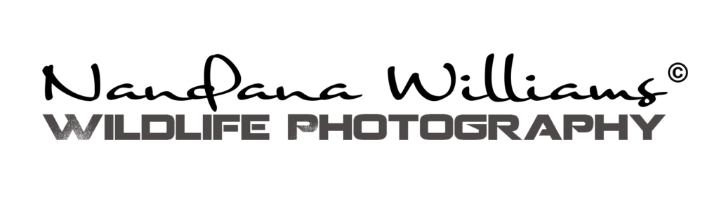 Nandana Wildlife Photography