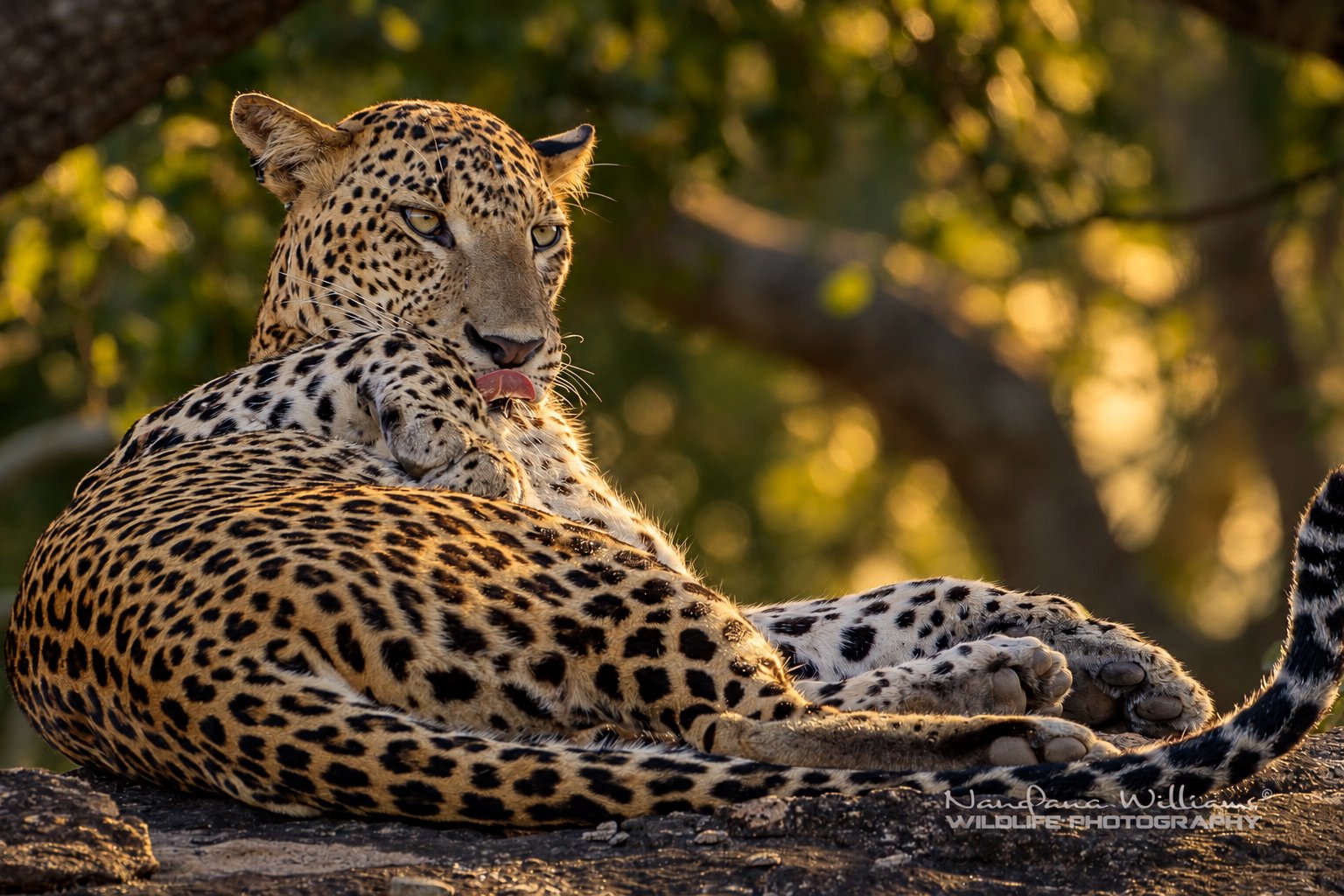 Jawan (ජවාන්) Leopard at yala national park