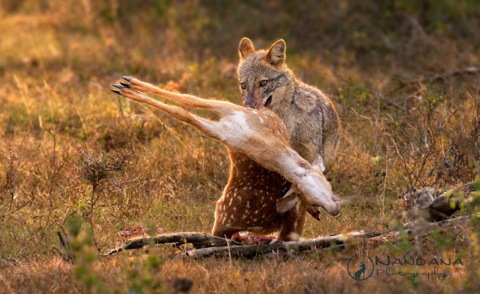 Sri Lankan Jackal